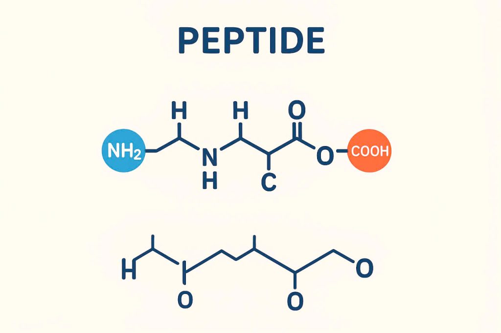 Peptide – cấu trúc, vai trò và ứng dụng đa lĩnh vực trong y học, mỹ phẩm và nông nghiệp hiện đại